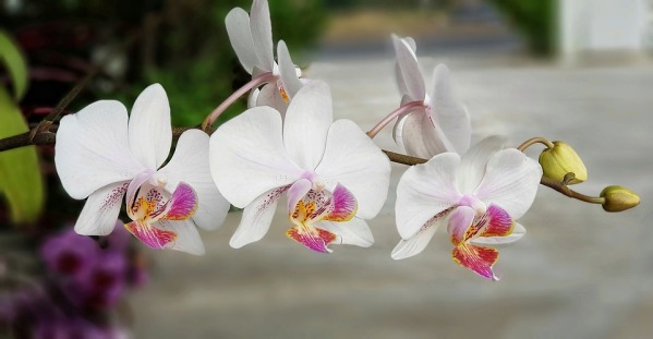 orchid-3274591_960_720